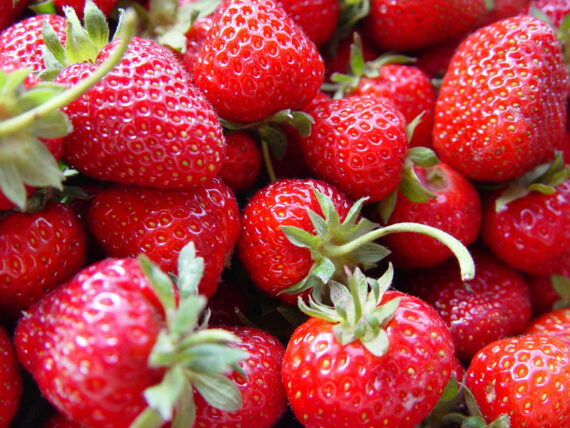 article-culture-fraise